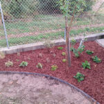 Aiuola a lavoro terminato, visione in lunghezza - Natura in Opera - Giardiniere Virgilio Pez